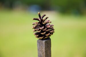 pomme de pin