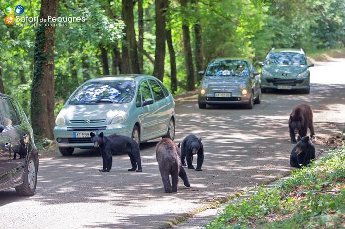 https://www.domaine-la-garenne.com/wp-content/uploads/2019/12/Ours-noirs-et-voitures-JUIN-2017-Cr%C3%A9dit-photo-Arthus-Boutin-2-1.jpg