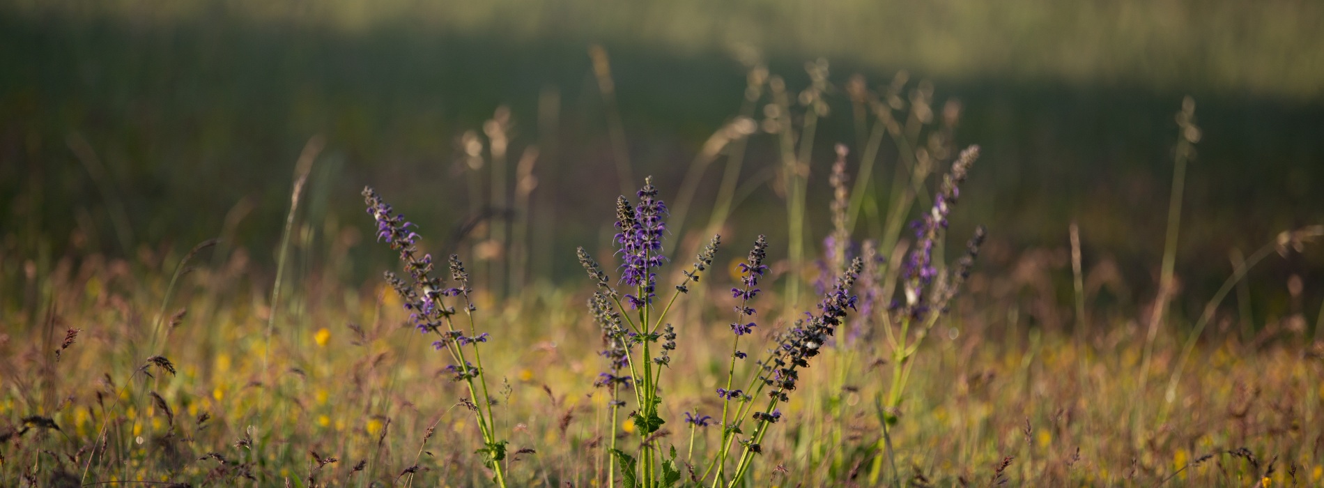 nature ecologie camping drome