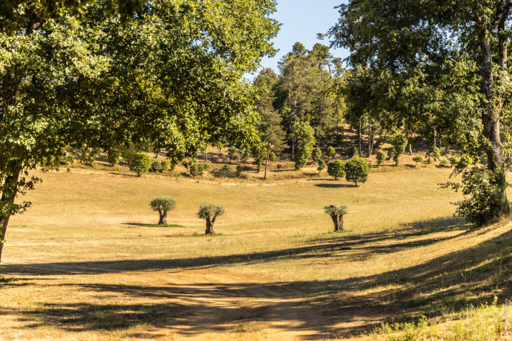 camping en nature, paysage, soleil, Drôme