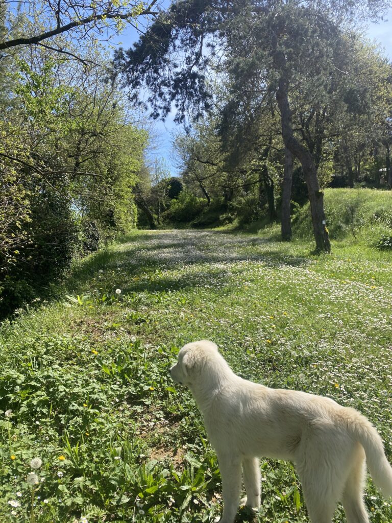 grand emplacement fleuri et ombragé camping chien, animaux