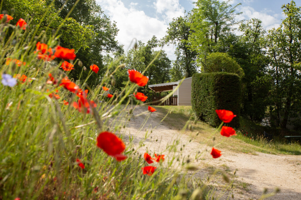 allée fleurie camping nature