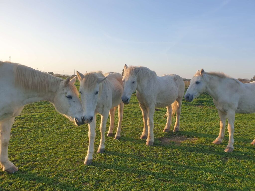 Balade à cheval camping la garenne Drôme